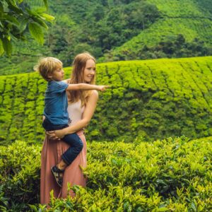 best tea plantation tour sri lanka