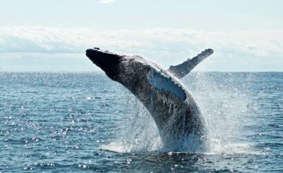 grey dolphin on body of water during daytime