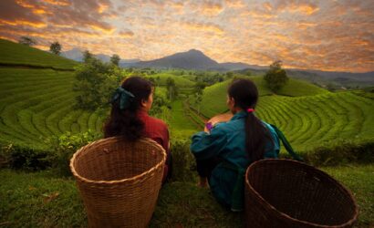 sri lanka tea ceylon tours trips